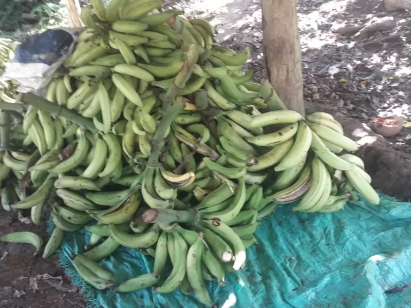 La caída del precio ha afectado a los agricultores.
