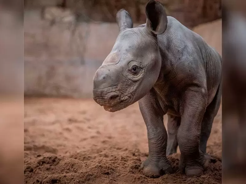 Rinoceronte negro que nación en zoológico