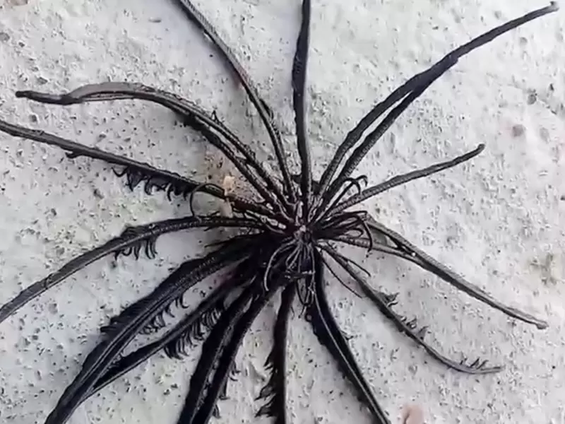 araña de mar araña de mar