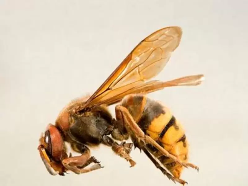 Avispón gigante.