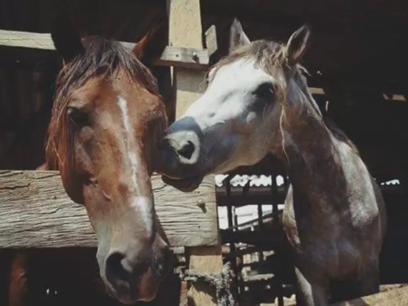 Caballos cocheros