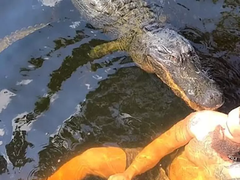 Video] la reacción de un hombre que entró a nadar con un cocodrilo | RCN  Radio