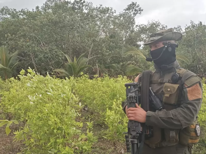 Tropas erradicando cultivos