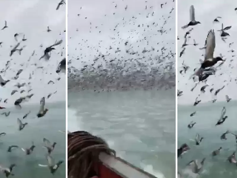 Patos volando