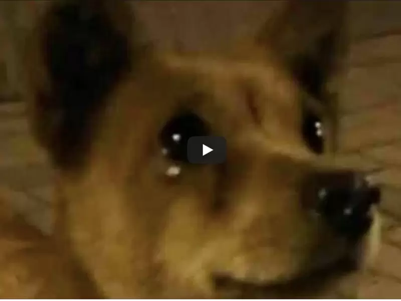Perro llora al recibir alimento