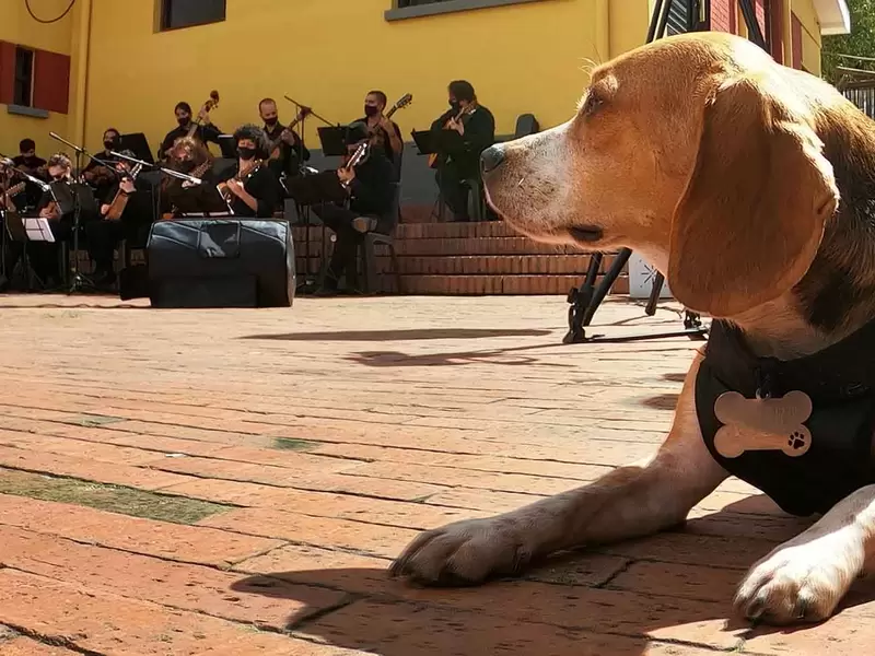 Realizan concierto en Bogotá por los derechos de los animales