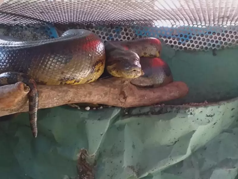 Rescate anaconda