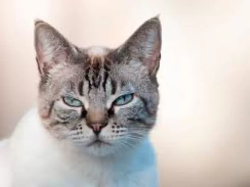 Gato