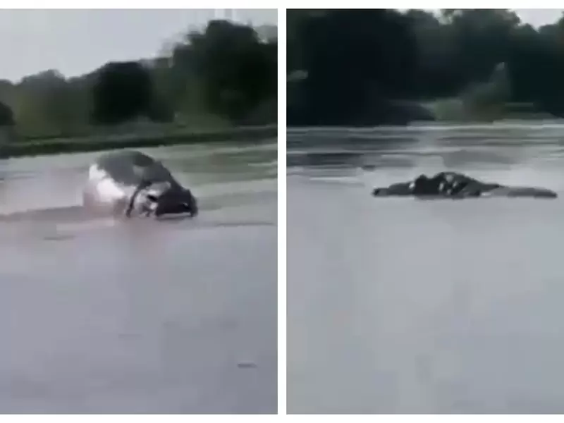 Hipopótamo en el río Magdalena