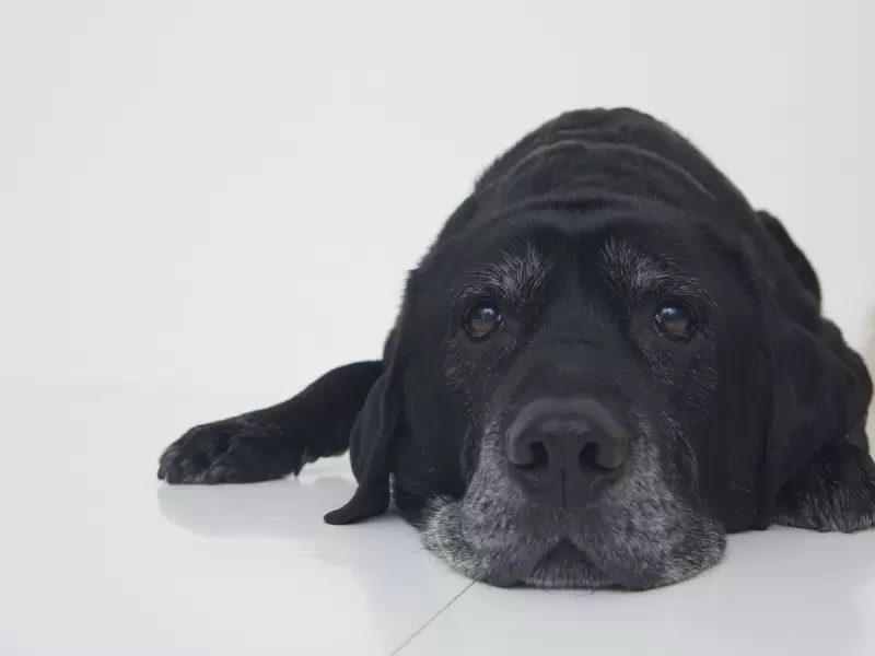 Perro referencial