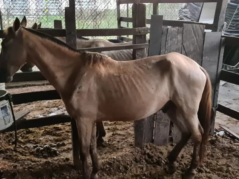 Caballo cochero en condición de maltrato en Cartagena