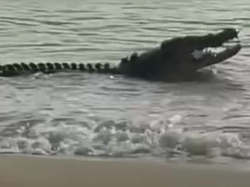 Cocodrilo se come un tiburón