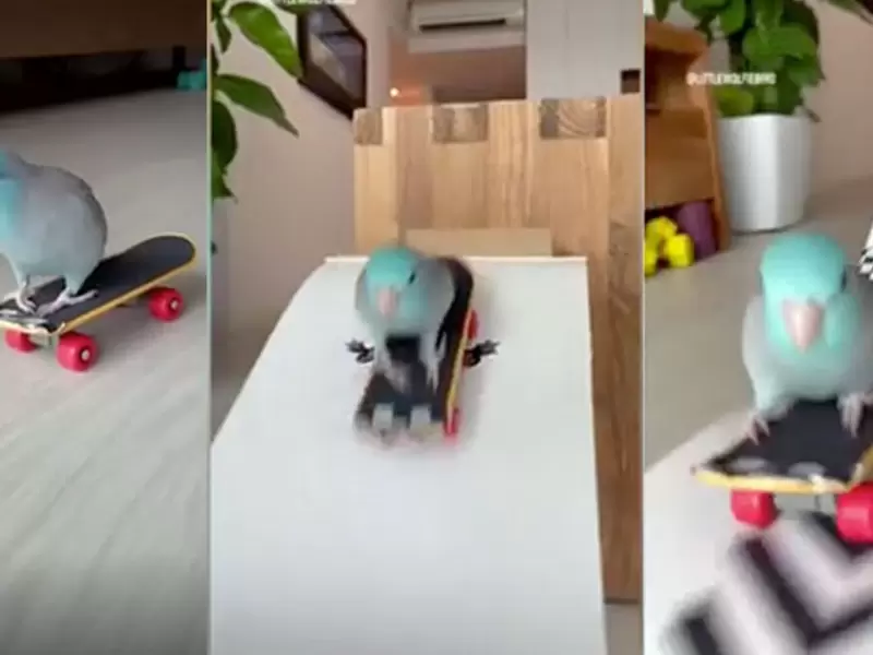 Loro skater