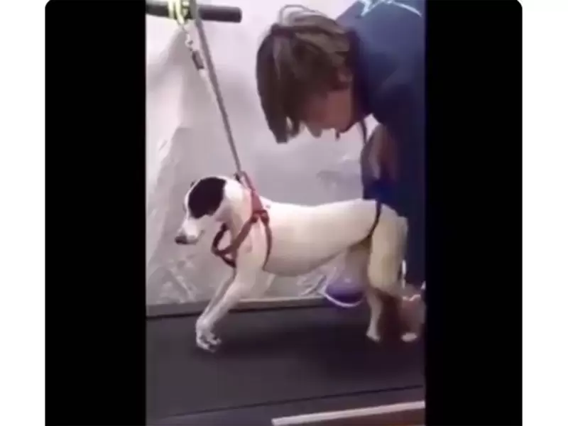 Perrita rehabilitada