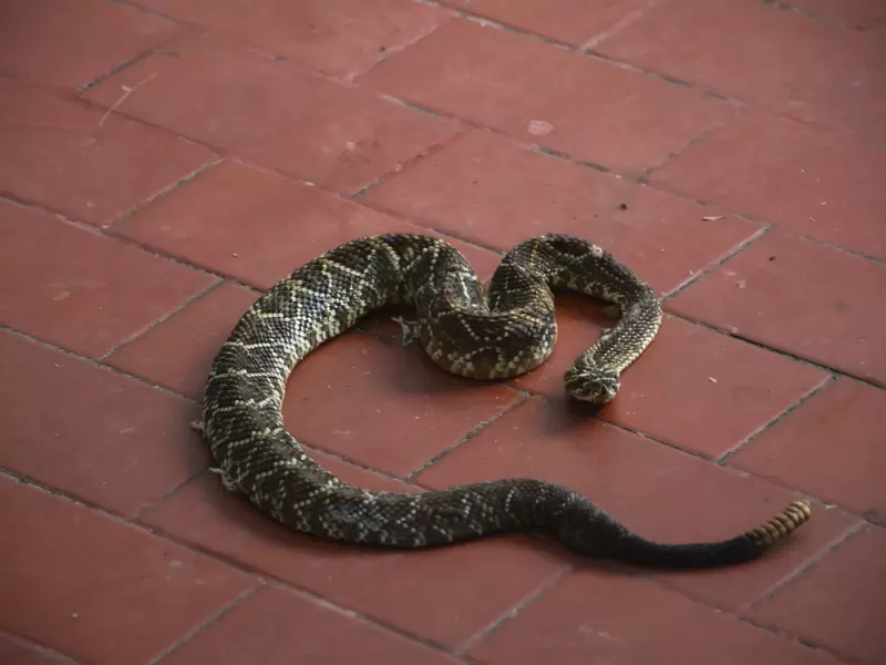 Serpiente cascabel rescatada con vida en Honda, Tolima.