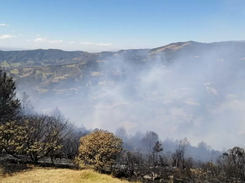 Incendio, Betéitiva, Foresta