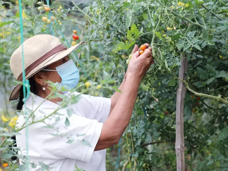 Cultivadores de Chía
