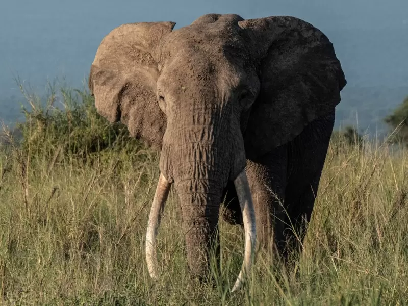 Elefante