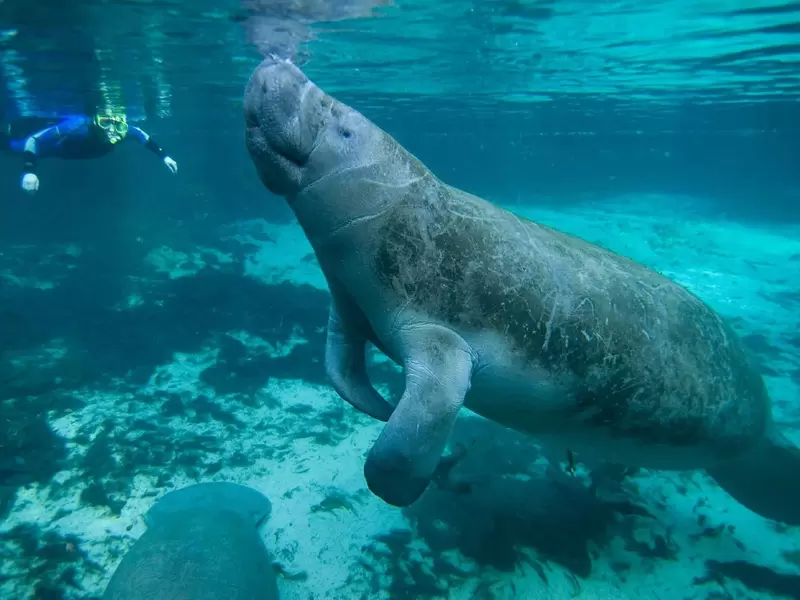 Manatí en peligro de extinción Manatí en peligro de extinción