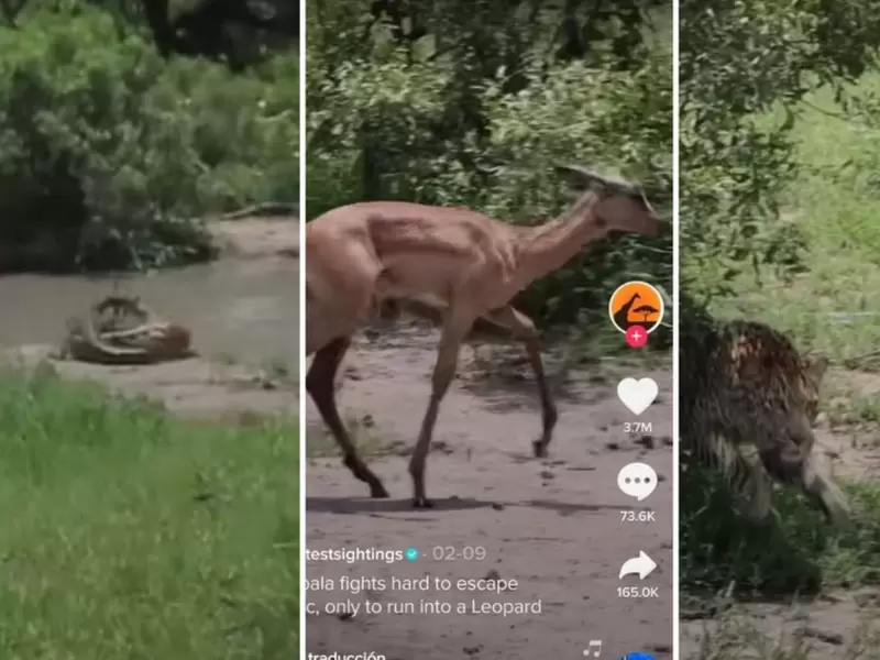 Antílope que se salvó de reptil