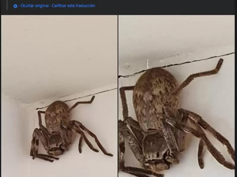 Araña gigante en Australia