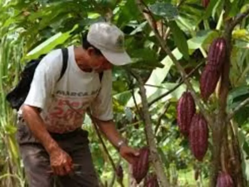 cultivos de cacao en Norte de Santander