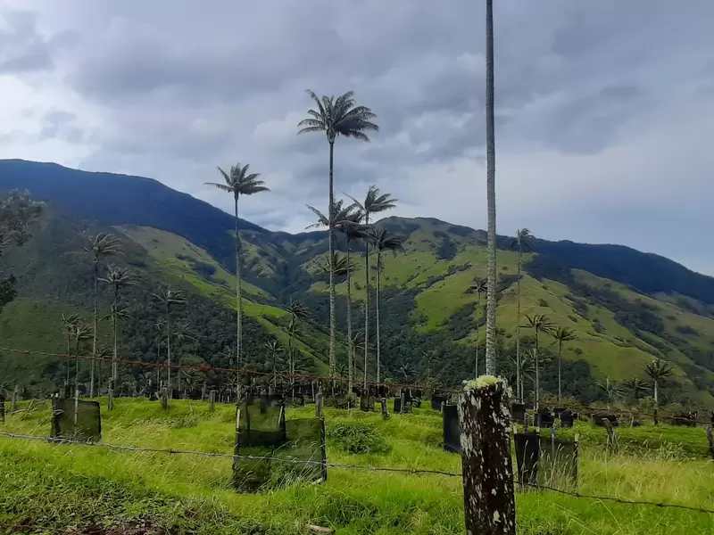 Cultivos de Aguacate al lado de la Palma de Cera - Fotografía tomada en septiembre de 2020 / Jessica Arias RCN Radio
