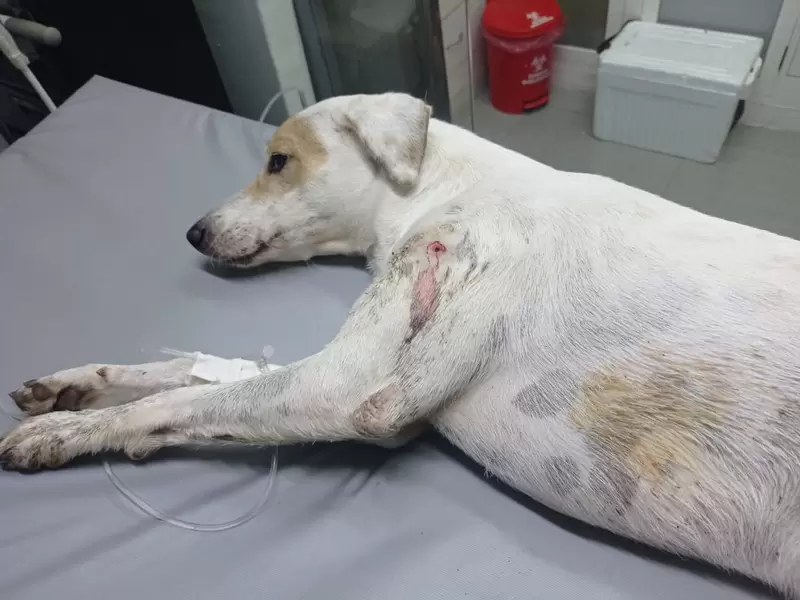 Caso de presunto maltrato animal