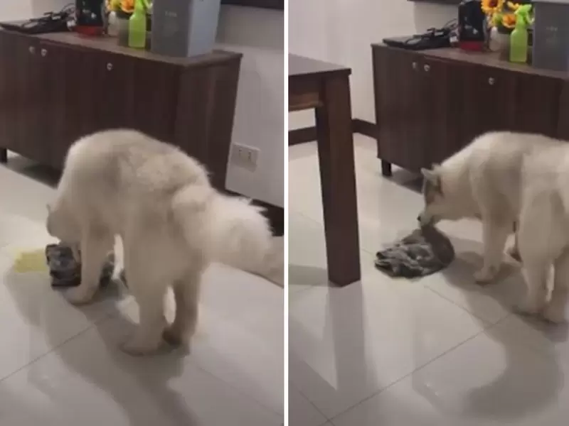 Perro limpiando chichi