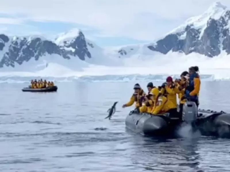 Pingüino salta a bote