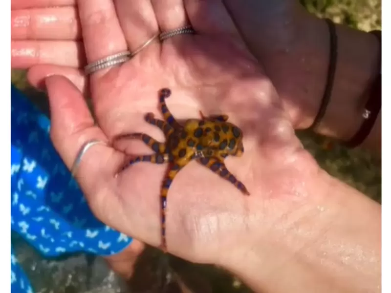 Pulpo de anillos azules