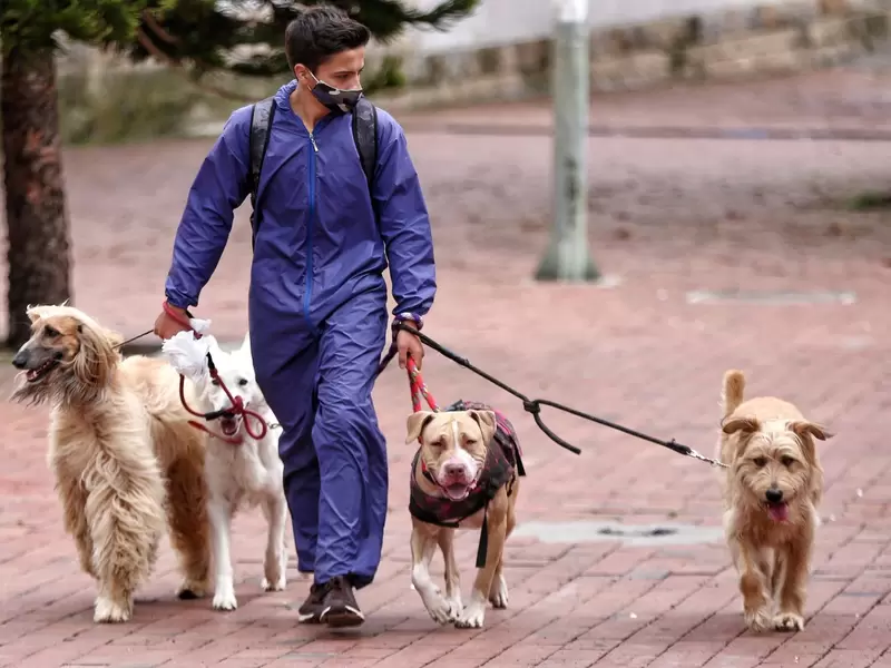 Paseador de perros Paseador de perros