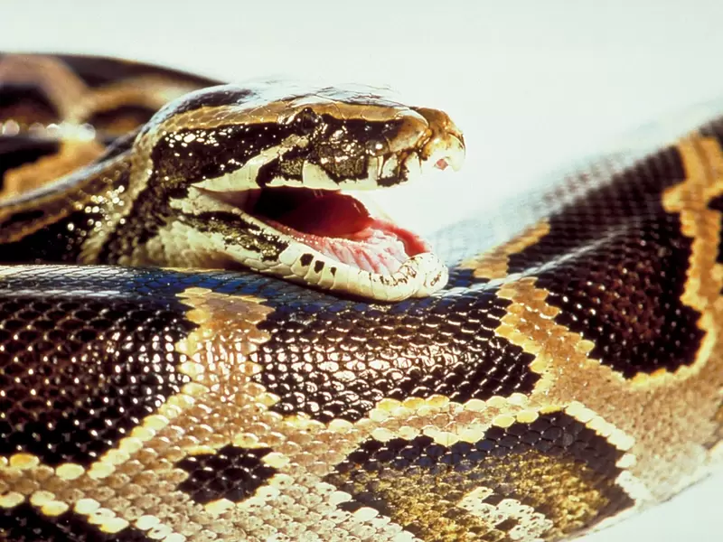 Serpiente Serpiente