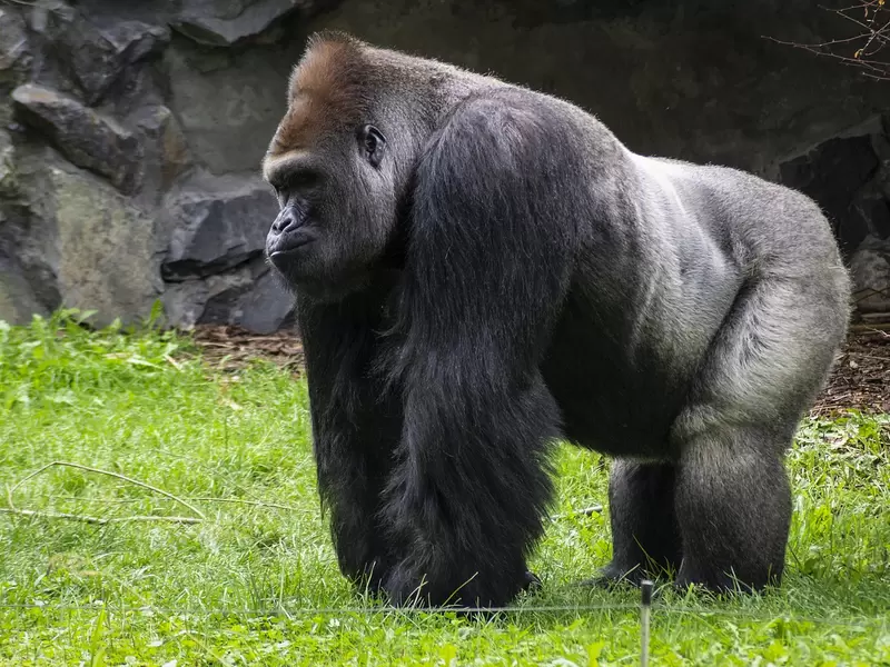 Gorila Gorila