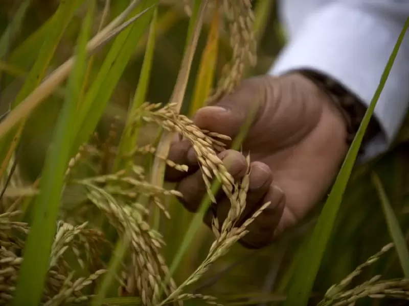 Cultivos de arroz en Colombia