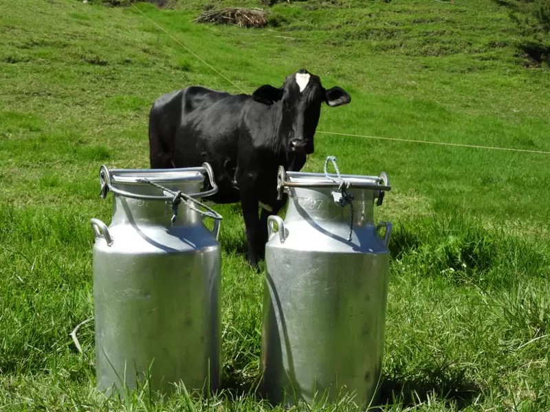 Con apoyo aéreo buscan distribuir el lácteo en el departamento.