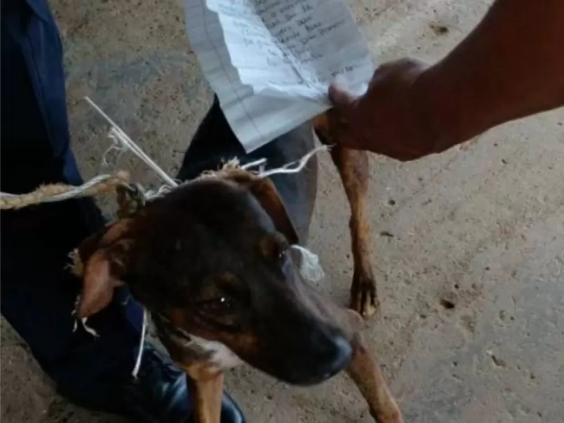 Perro cartero