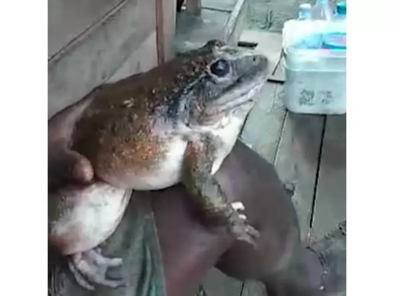 Rana del tamaño de un bebé humano