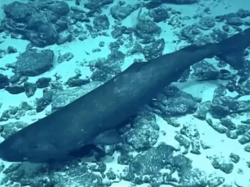 Tiburón dormilón del pacífico