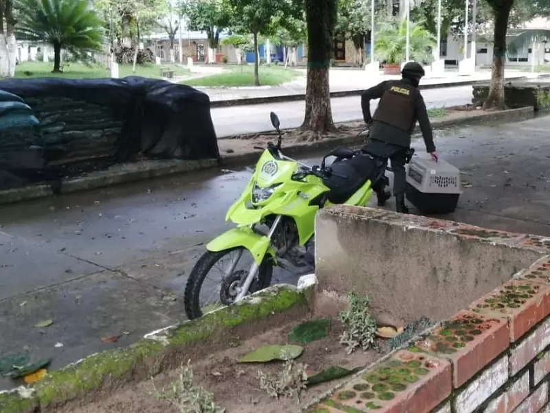 Tigrillo rescatado por la Policía en Saravena, Arauca.