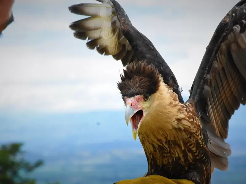 En Huila un ejemplar de Caracara Cheriway regresó a su hábitat natural