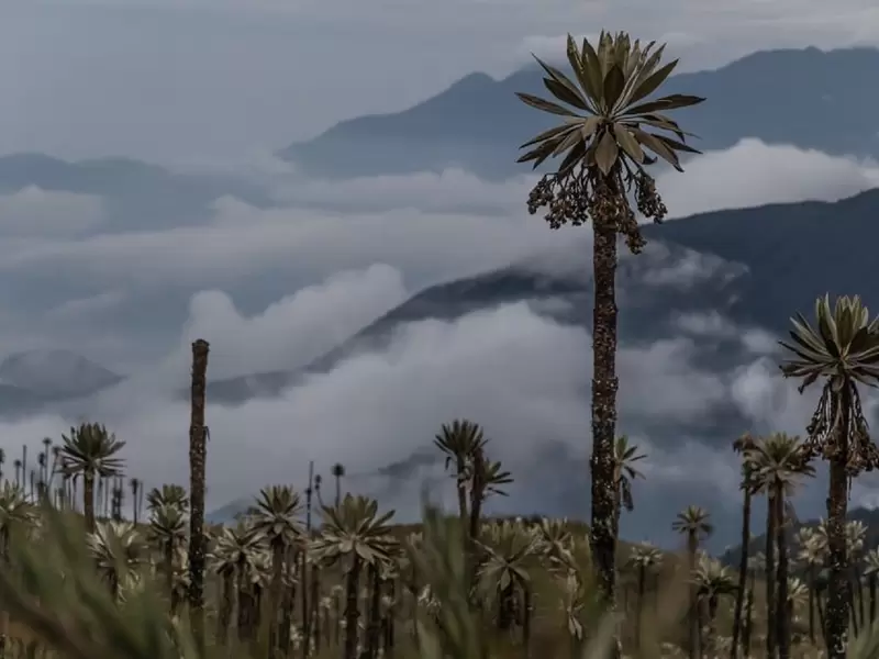 Parque Chingaza en Cundinamarca.