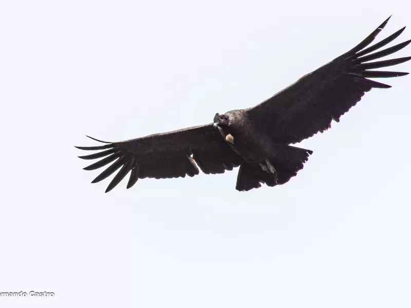 El cóndor de los Andes cumple importantes funciones en la naturaleza. Foto: cortesía Fernando Castro.