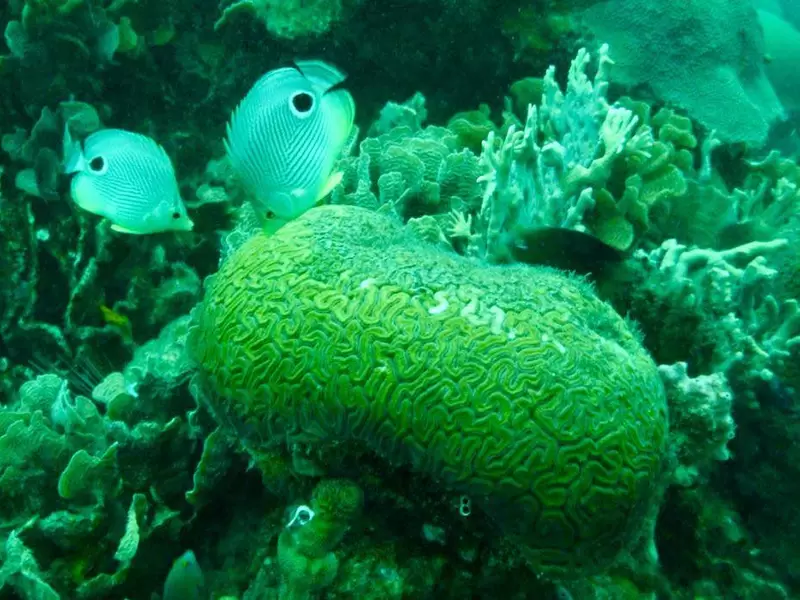 Corales en los mares de Colombia.