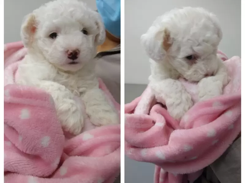 Cachorrita Molly