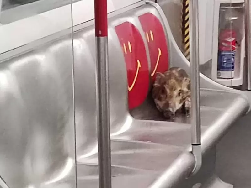 Habalí en metro de Hong Kong