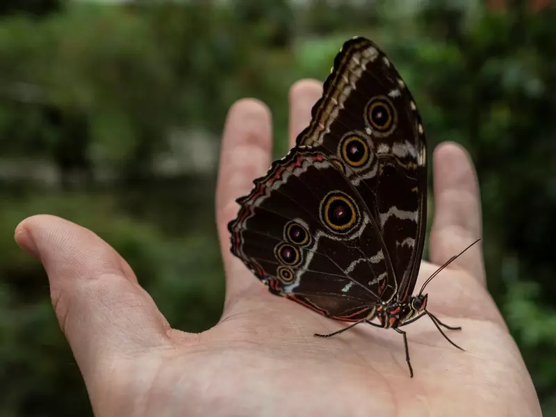 Mariposas en Colombia.