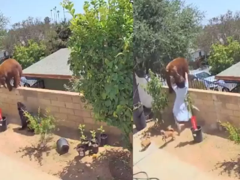 Mujer salva a sus perros de un oso
