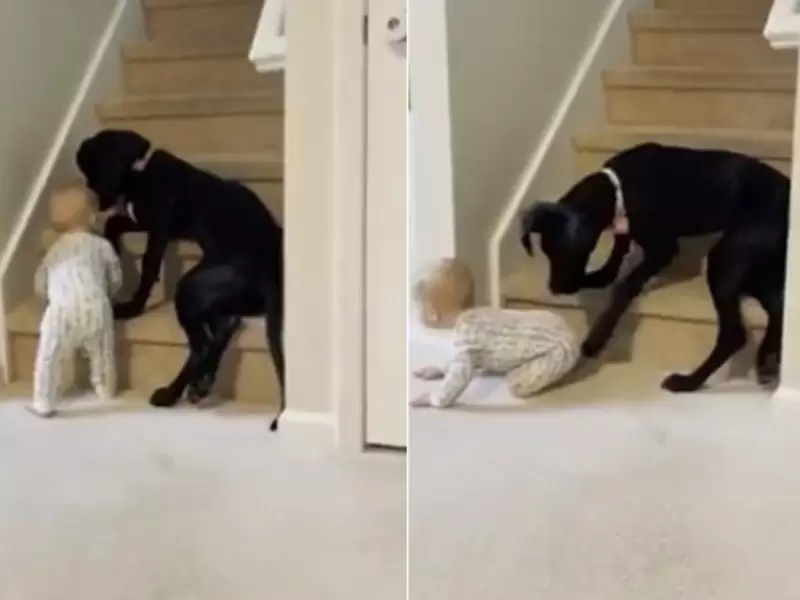 Perro impide paso a bebé en escaleras