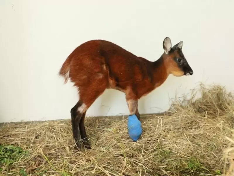 VENADO EN BOGOTÁ VENADO EN BOGOTÁ